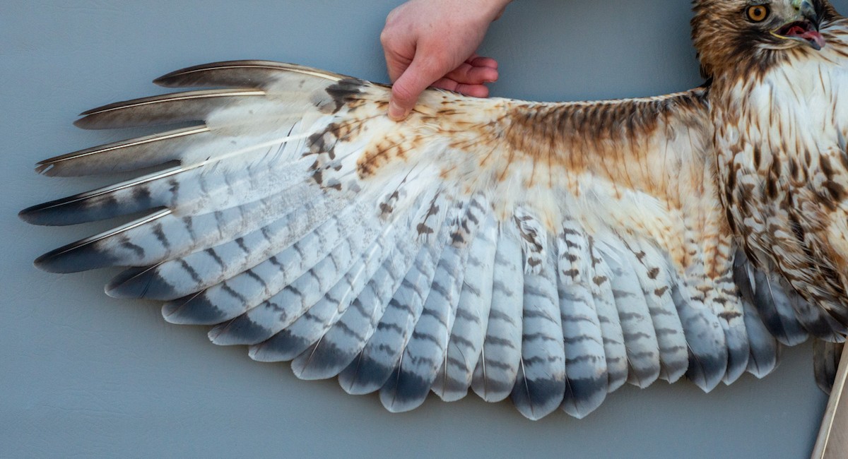 Red-tailed Hawk (abieticola) - ML617739470
