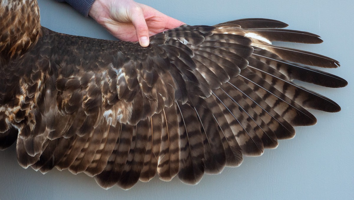 Red-tailed Hawk (abieticola) - ML617739471