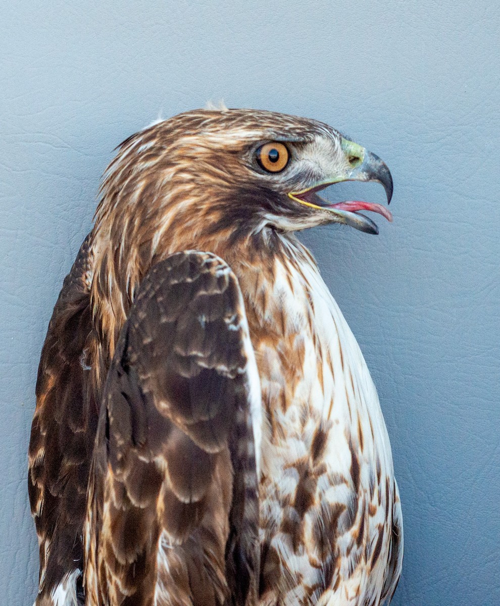 Red-tailed Hawk (abieticola) - ML617739476