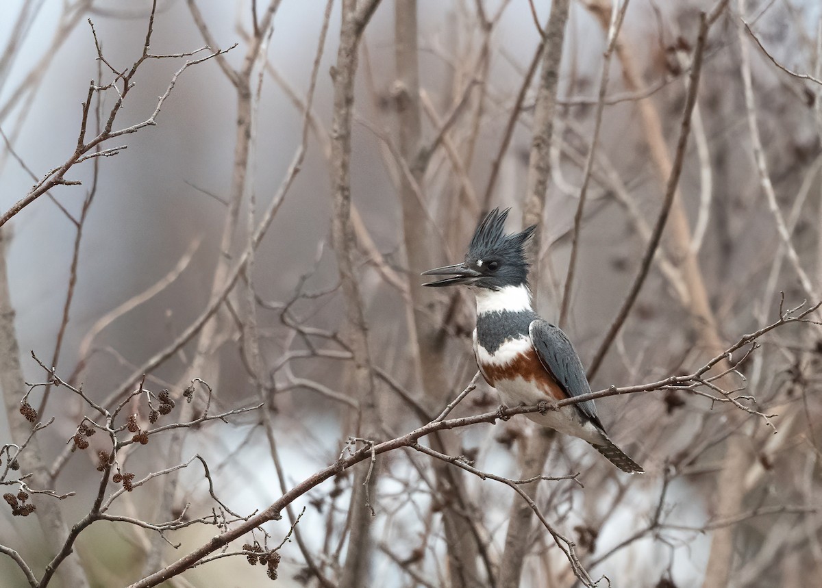 Belted Kingfisher - ML617739487