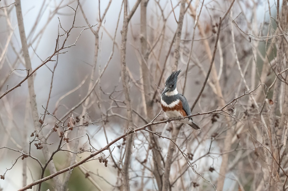 Belted Kingfisher - ML617739501