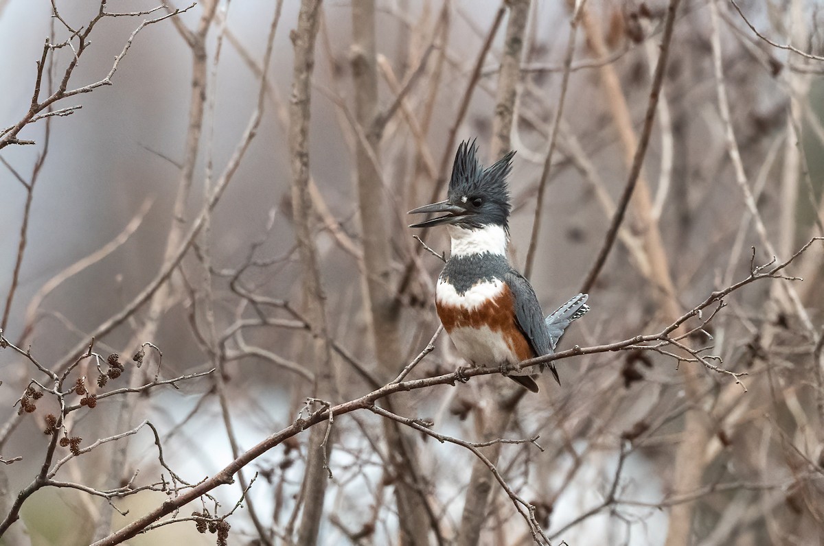 Belted Kingfisher - ML617739503