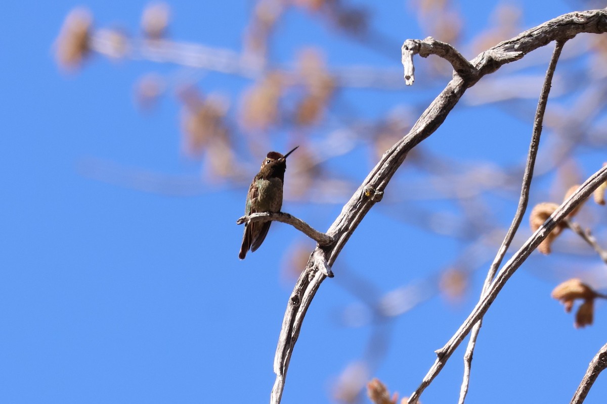 Anna's Hummingbird - ML617739525