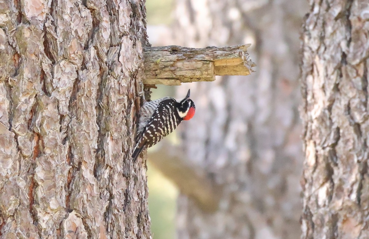 Nuttall's Woodpecker - Millie and Peter Thomas