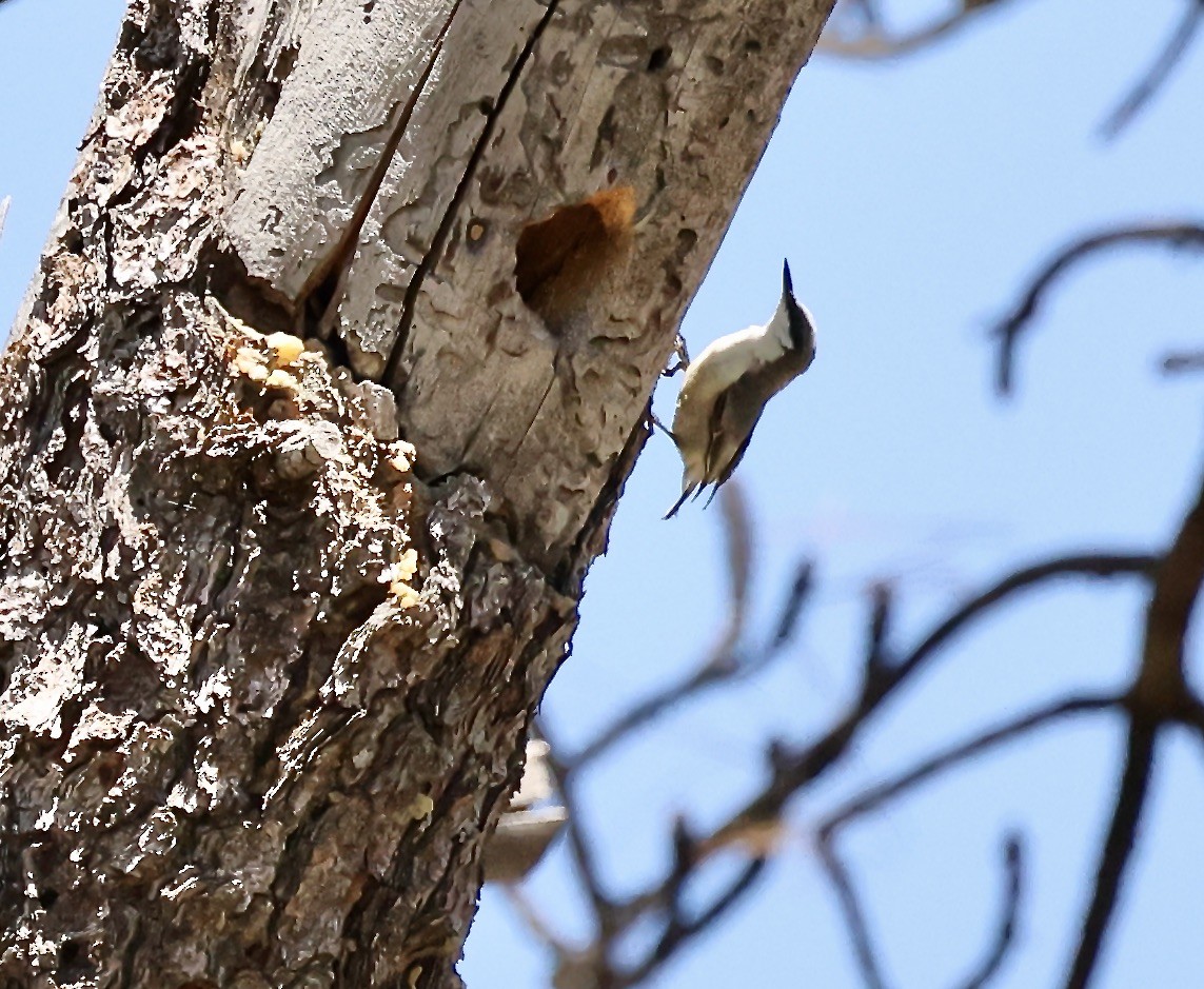 Pygmy Nuthatch - Millie and Peter Thomas
