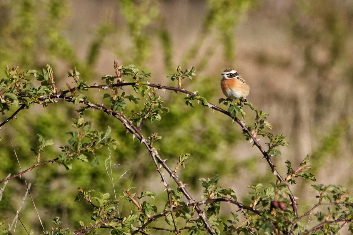 Whinchat - ML617739640