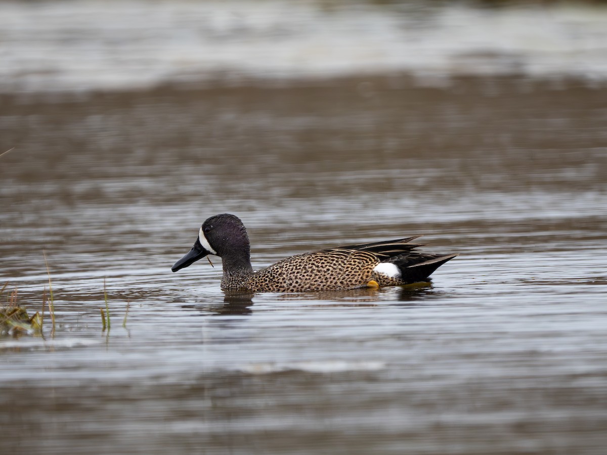 Blue-winged Teal - ML617739681