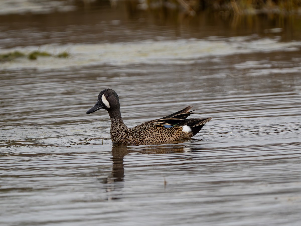 Blue-winged Teal - ML617739682