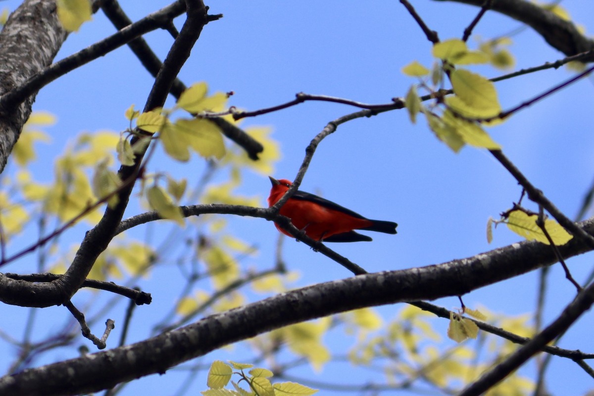 Scarlet Tanager - ML617739740