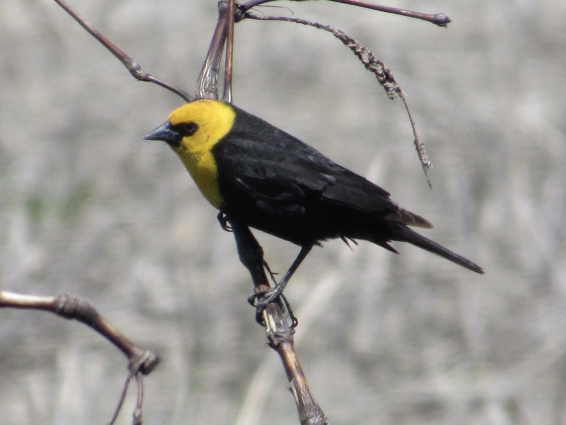 Yellow-headed Blackbird - ML617739752