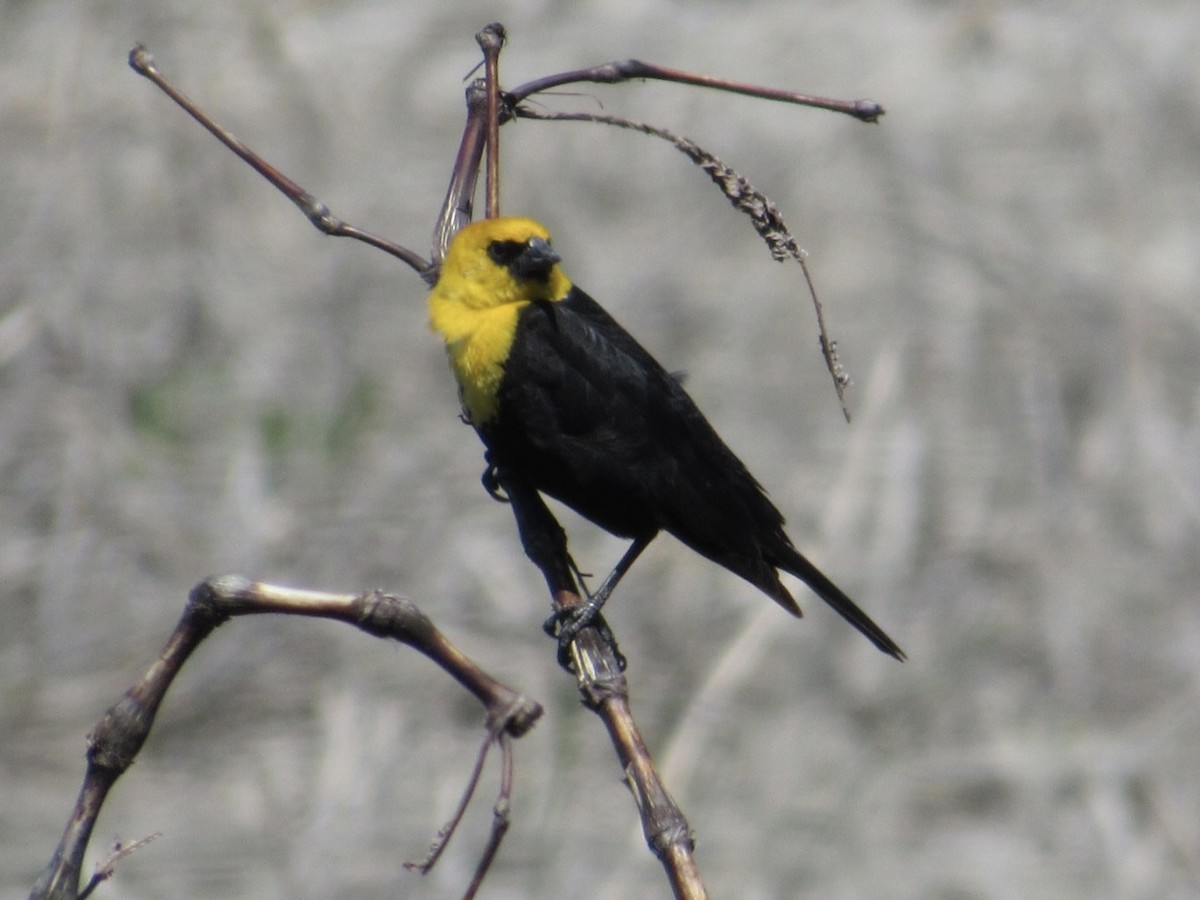Yellow-headed Blackbird - ML617739753