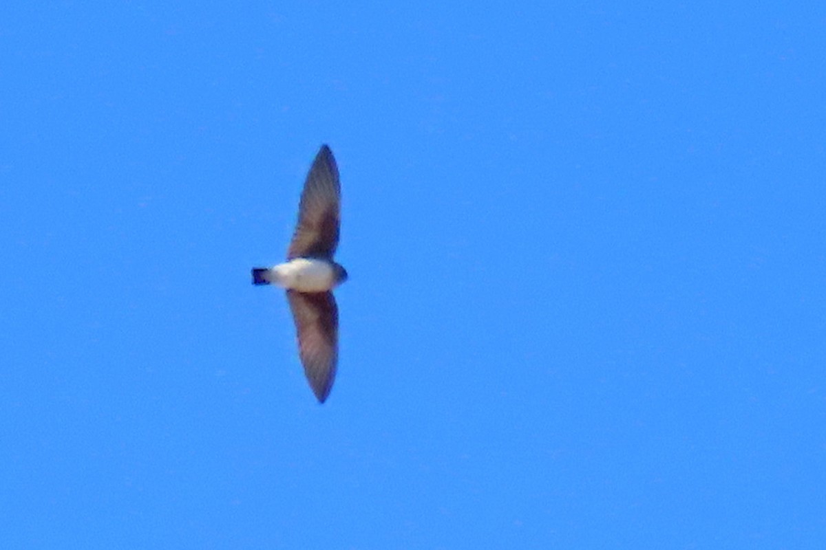 Northern Rough-winged Swallow - ML617739756
