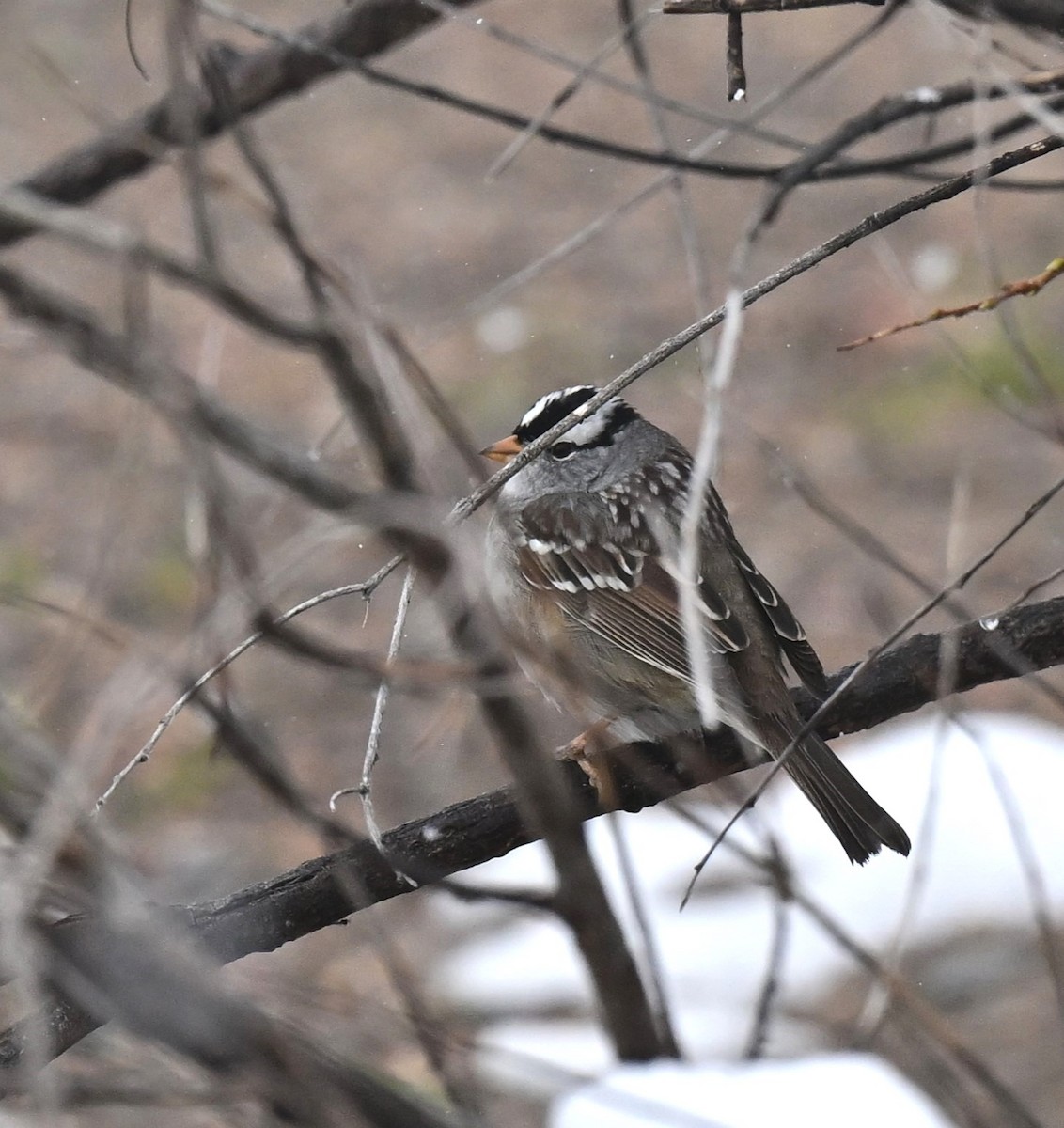 White-crowned Sparrow - ML617739777