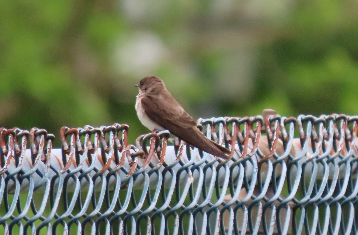 Northern Rough-winged Swallow - ML617739778