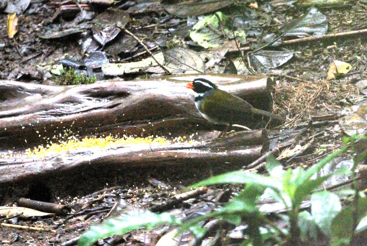 Orange-billed Sparrow - ML617739803