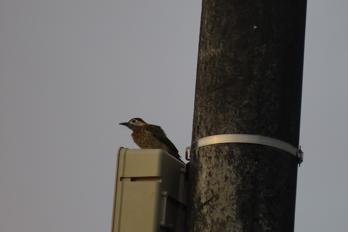 Spot-breasted Woodpecker - ML617739893