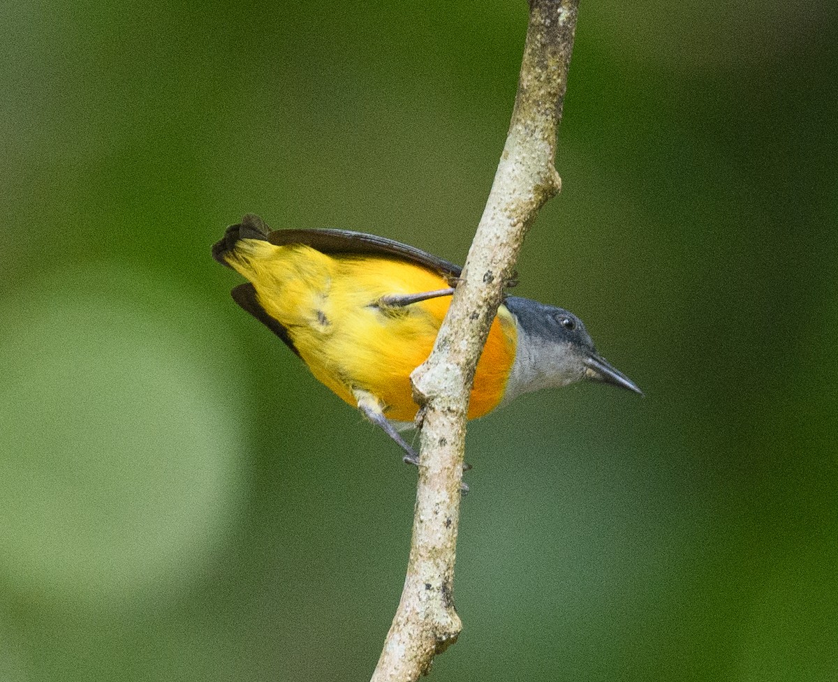 Orange-bellied Flowerpecker - Jim Arnett