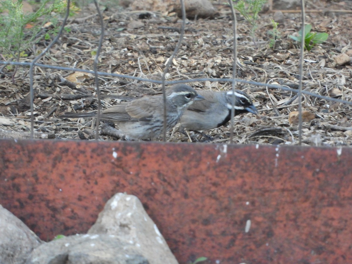 Black-throated Sparrow - ML617739950