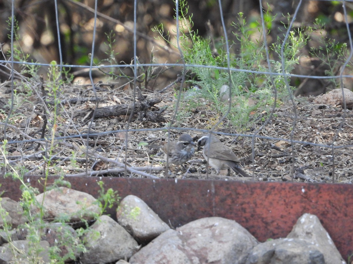 Black-throated Sparrow - ML617739951