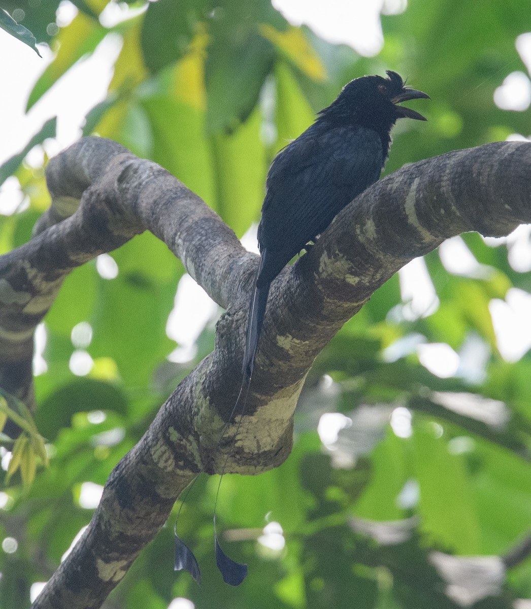 Greater Racket-tailed Drongo - ML617739953