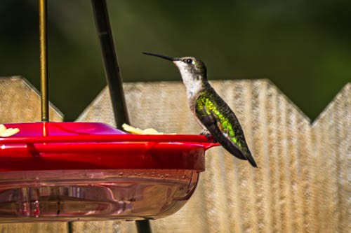 Black-chinned Hummingbird - ML617739959