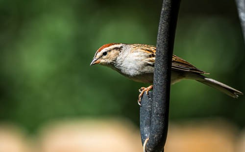 Chipping Sparrow - ML617739986