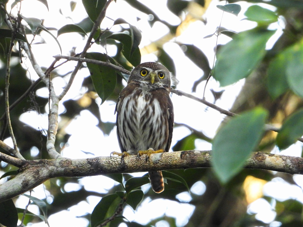Ferruginous Pygmy-Owl (Ferruginous) - ML617740046
