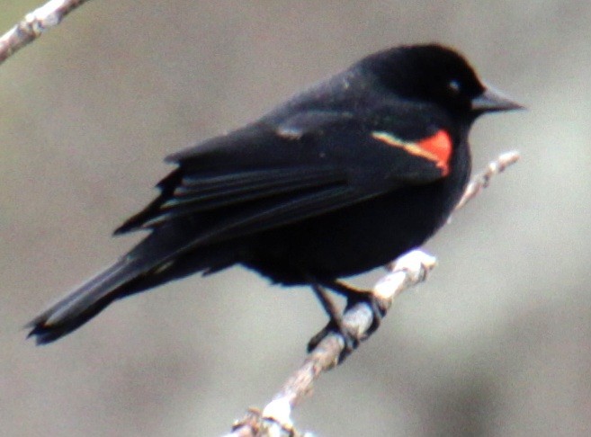 Red-winged Blackbird (Red-winged) - ML617740082