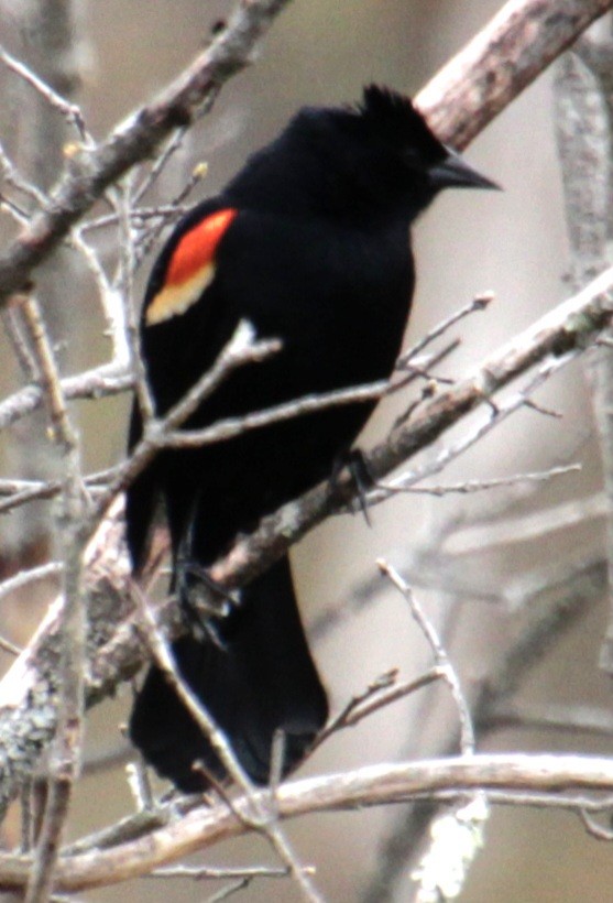 Red-winged Blackbird (Red-winged) - ML617740135