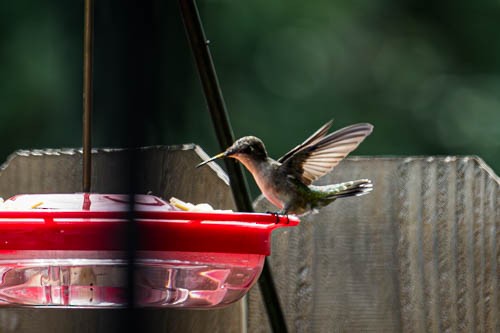 Black-chinned Hummingbird - ML617740169