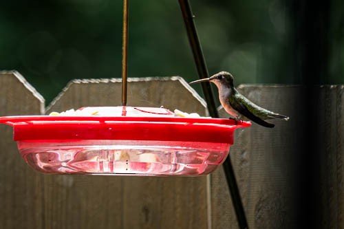 Black-chinned Hummingbird - ML617740170