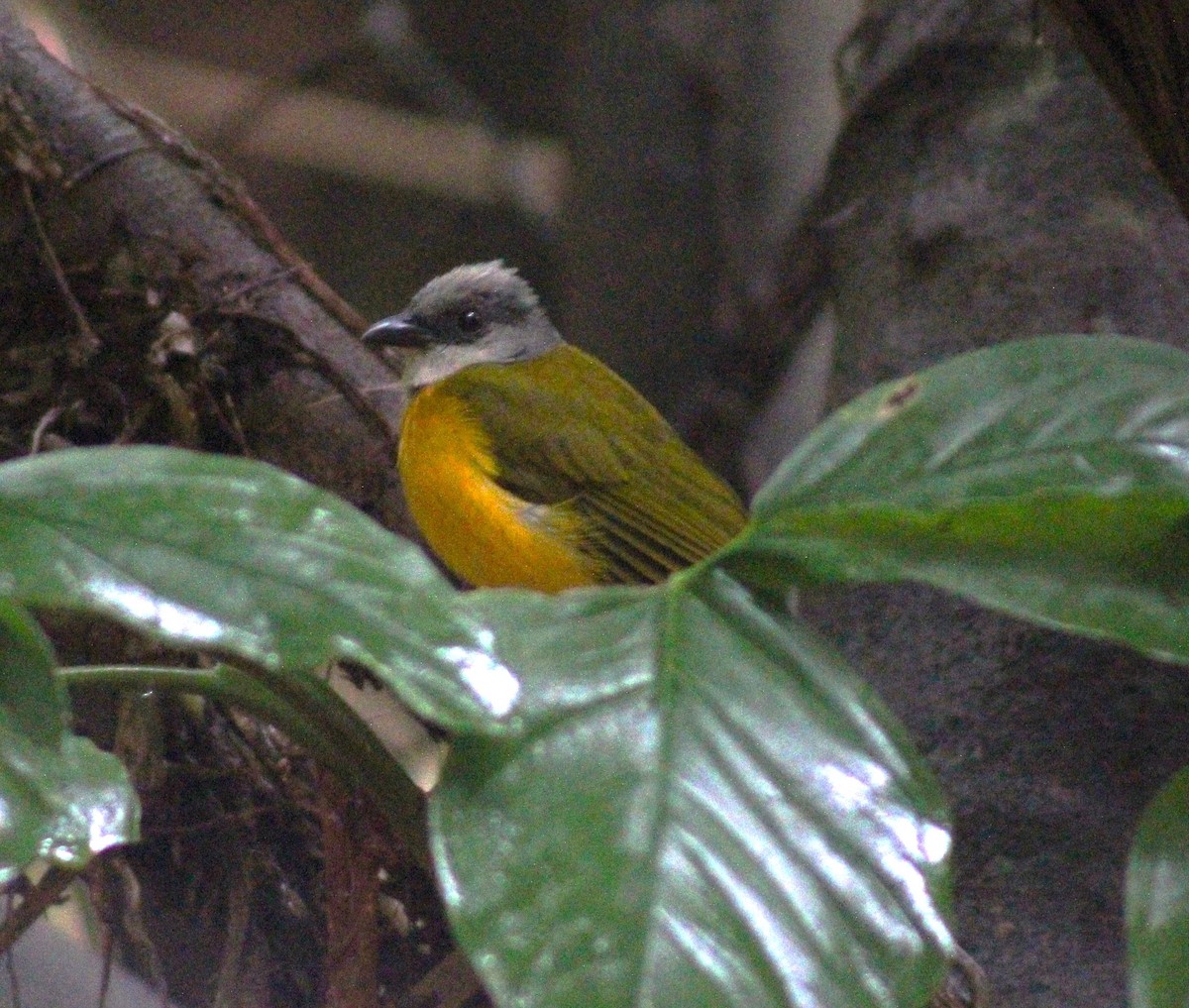 Gray-headed Tanager - T L P L