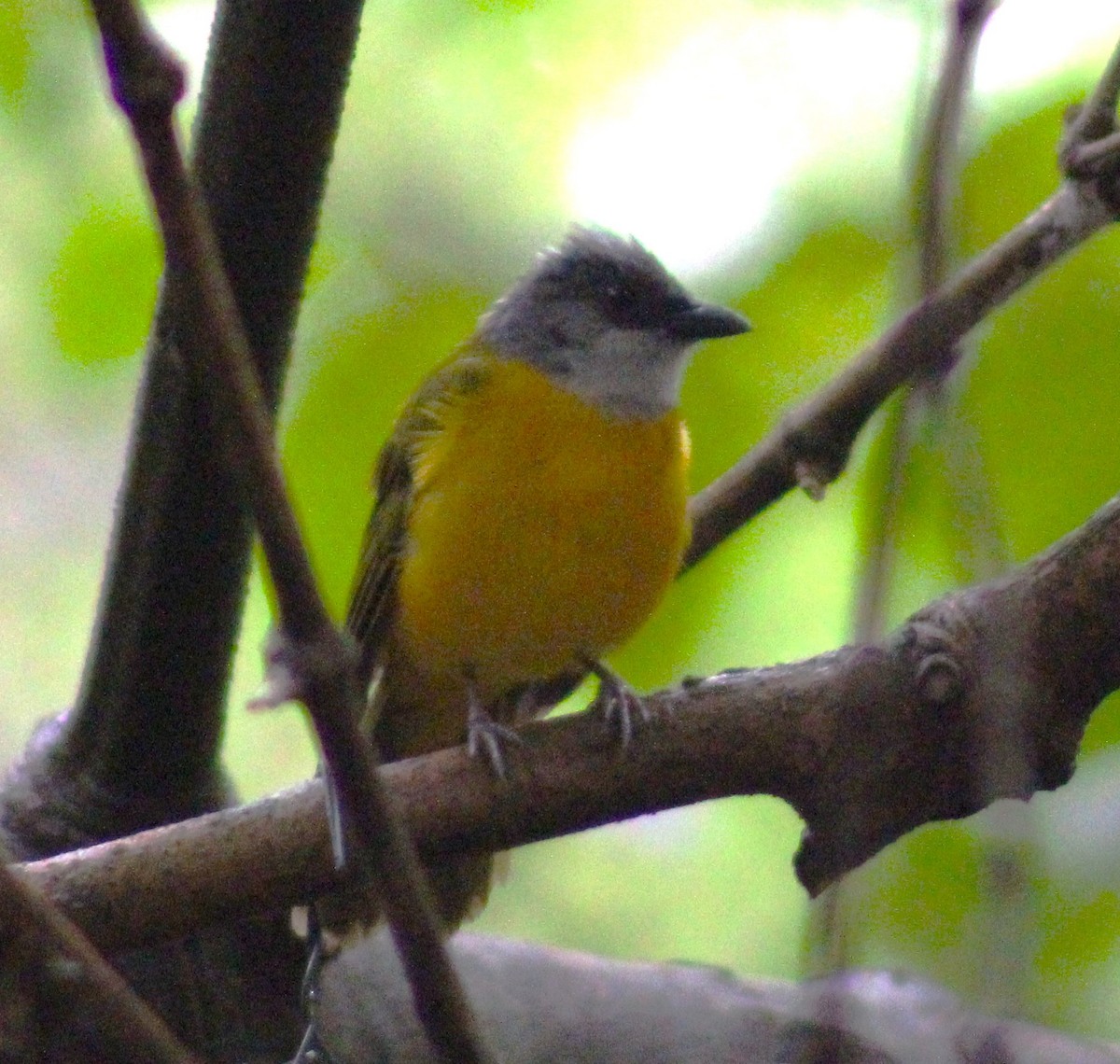 Gray-headed Tanager - T L P L