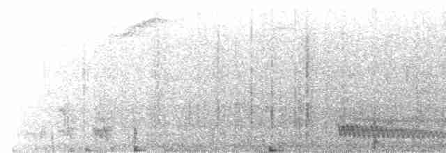 Atlantik Kara Gerdanlı Trogonu - ML617740295