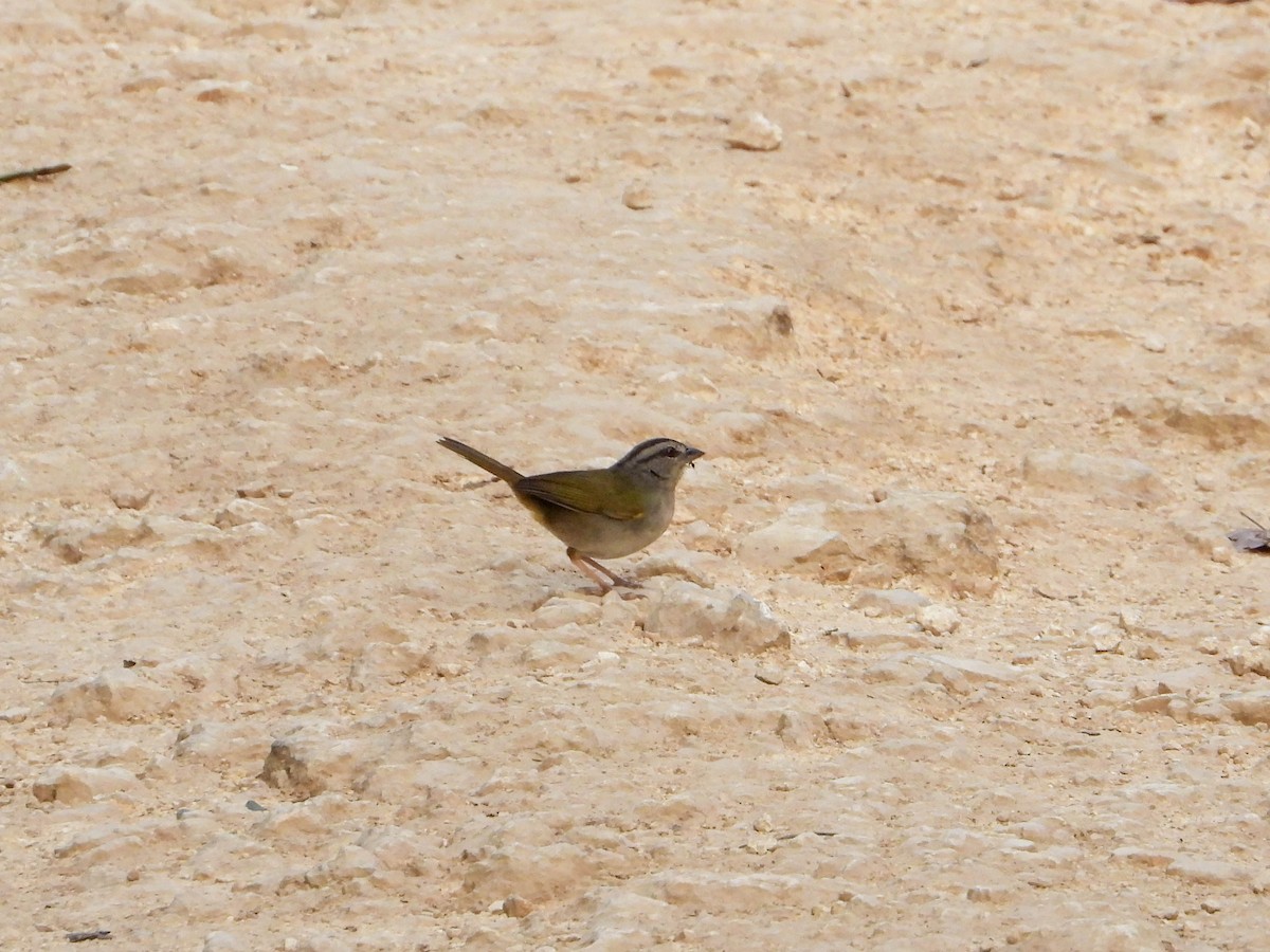 Green-backed Sparrow - ML617740305