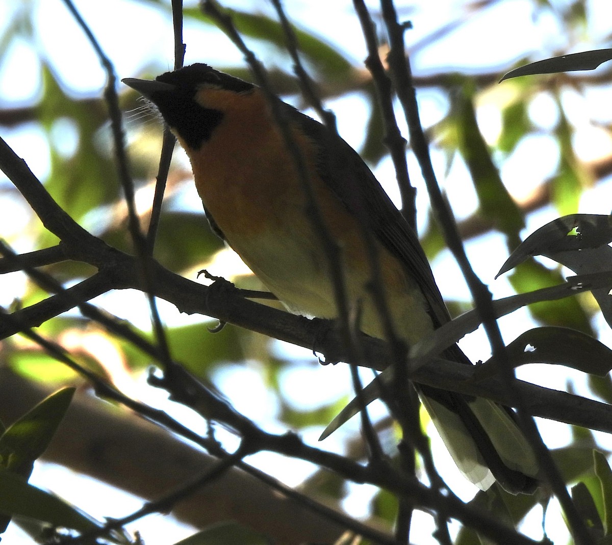 Spectacled Monarch - ML617740332