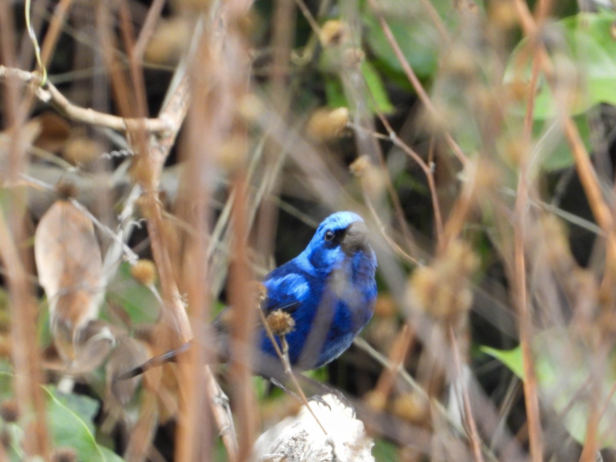 Blue Bunting (Middle America) - ML617740366