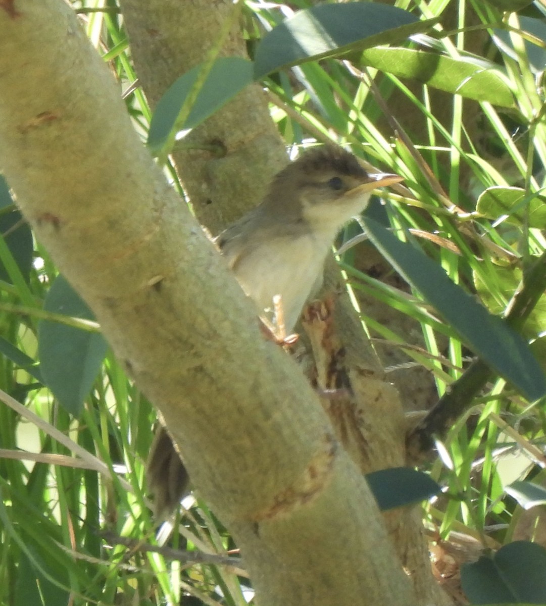 Australian Reed Warbler - Maylene McLeod