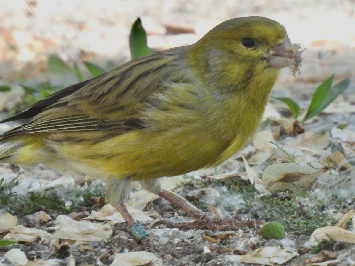 Island Canary (Domestic type) - Dana Cox