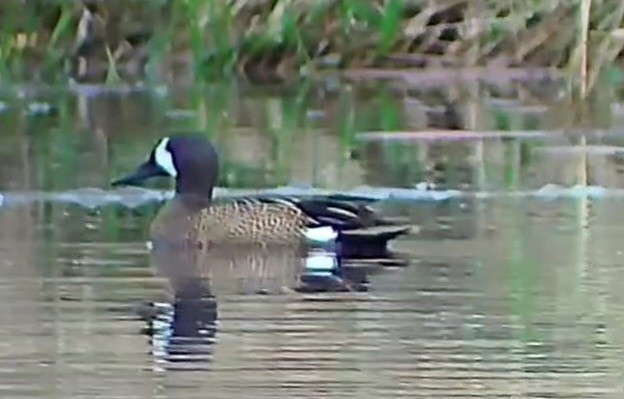Blue-winged Teal - ML617740457
