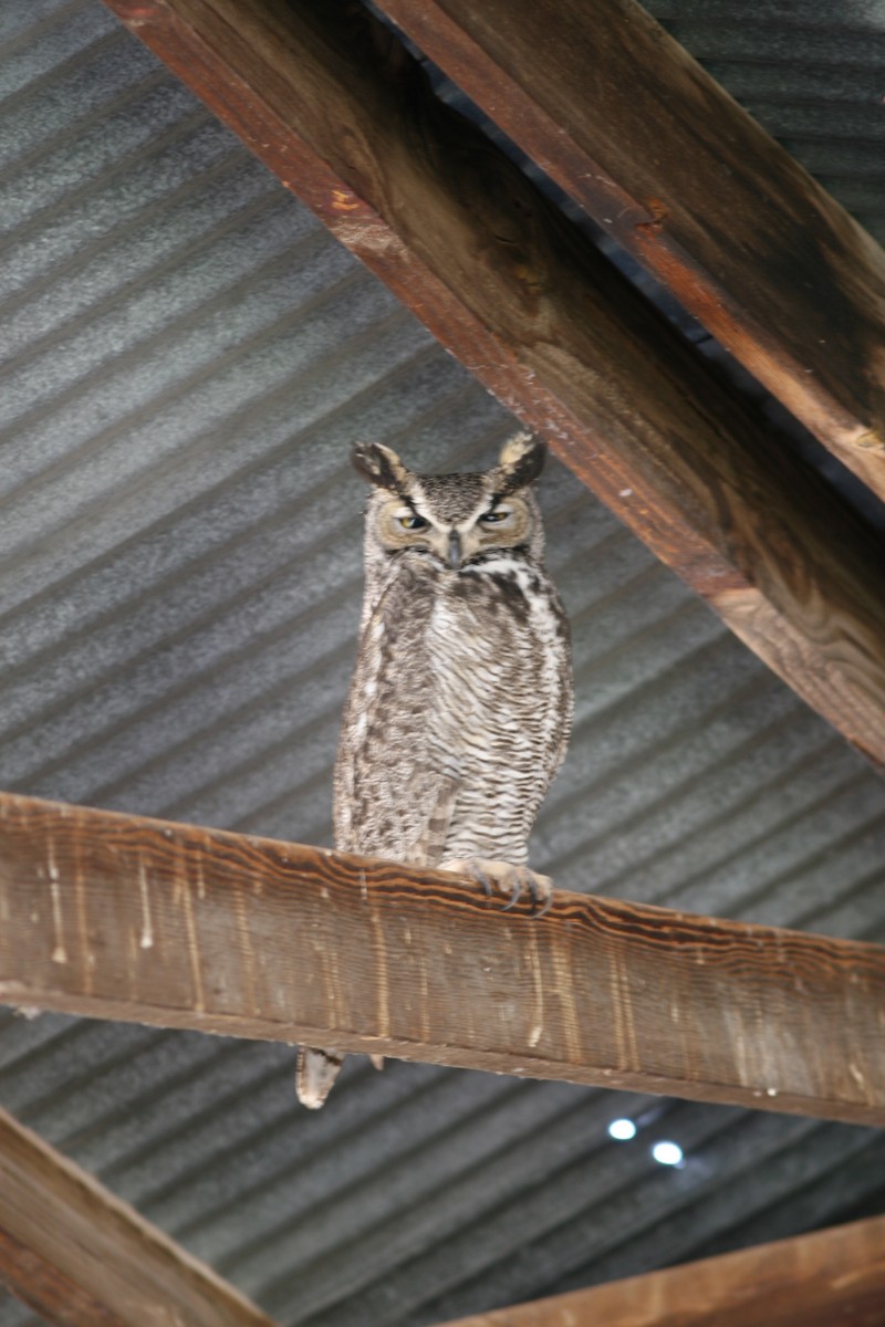 Great Horned Owl - ML617740529