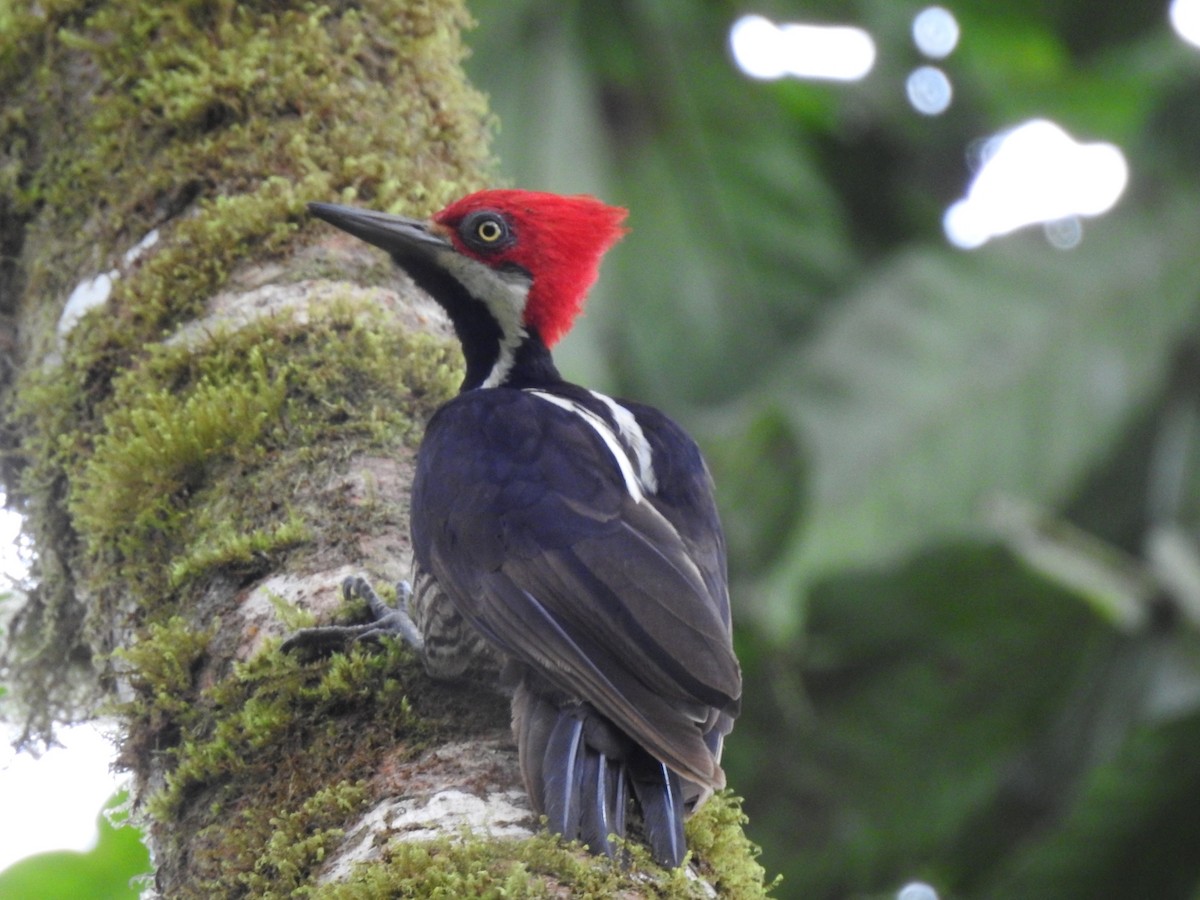 Guayaquil Woodpecker - ML617740532