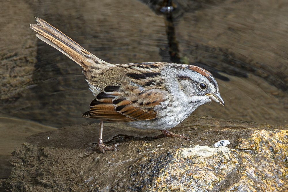 Swamp Sparrow - Alan Wells