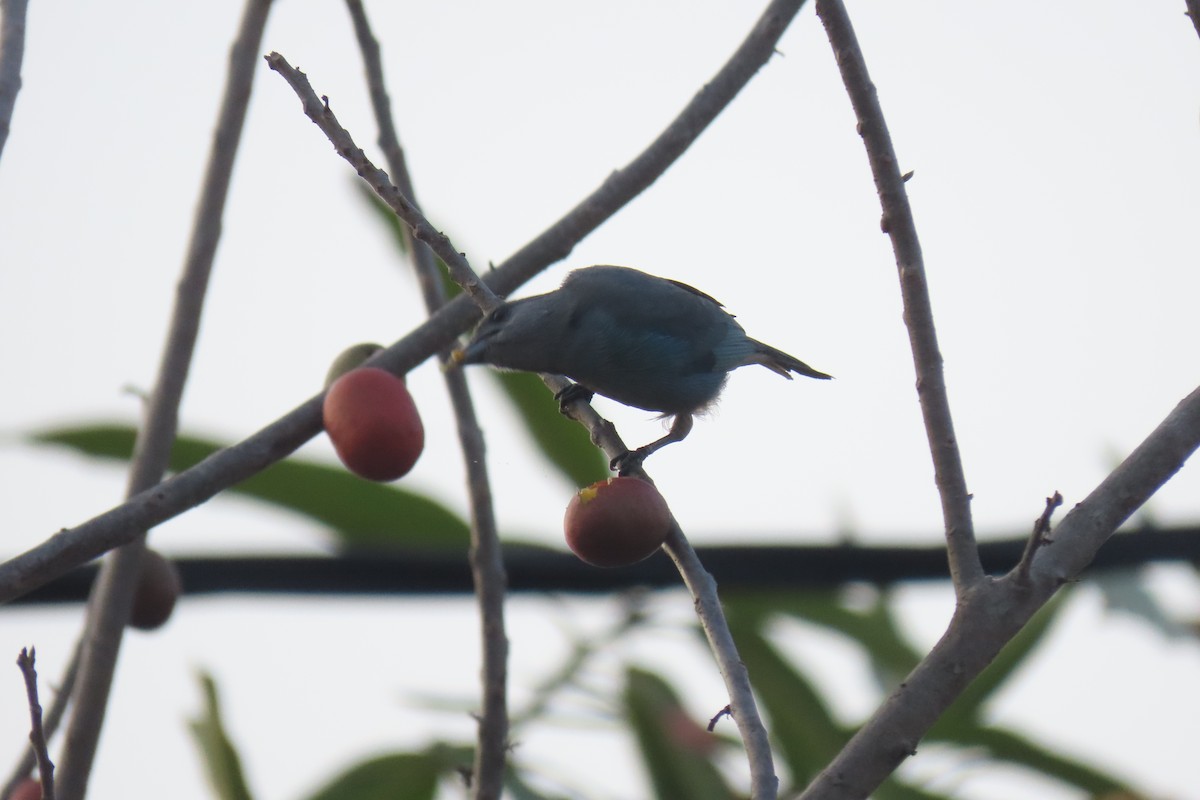 Blue-gray Tanager - ML617740566