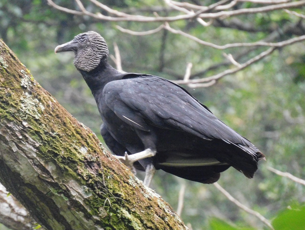 Black Vulture - ML617740603