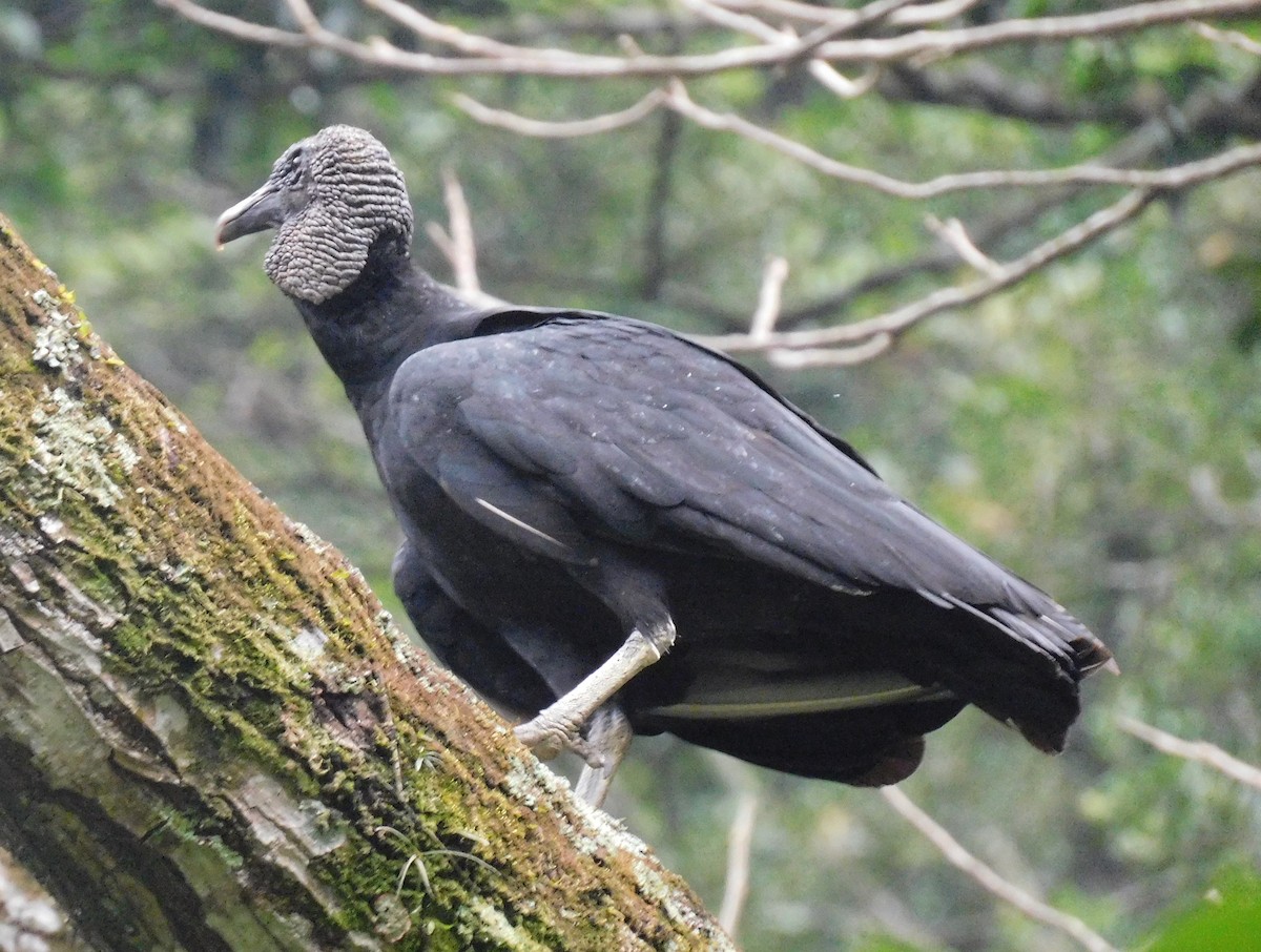 Black Vulture - ML617740604