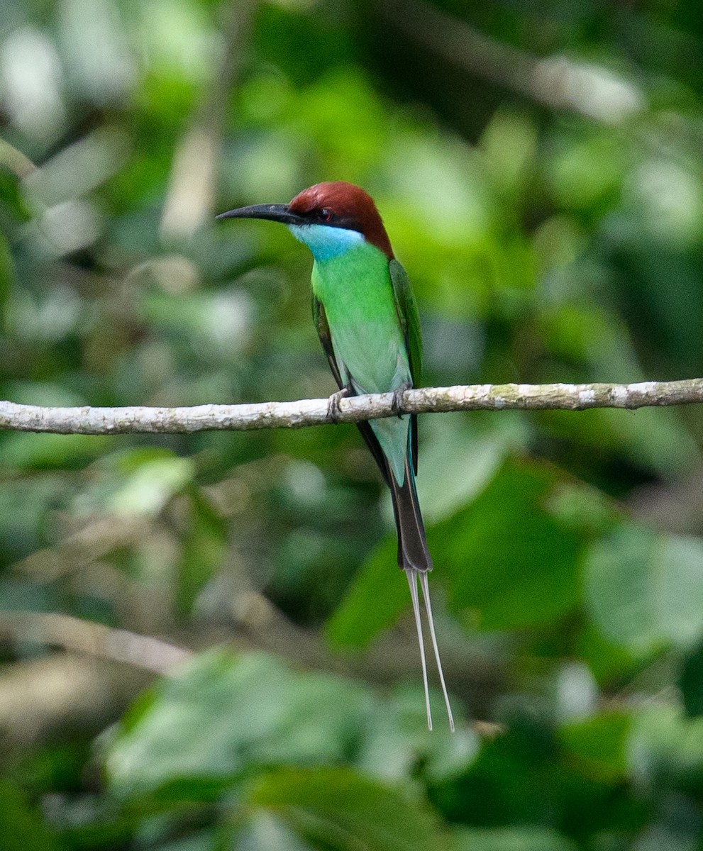 Blue-throated Bee-eater - ML617740650