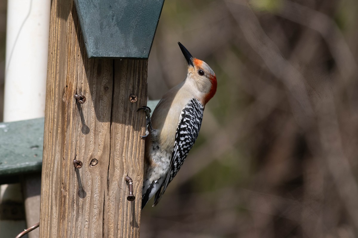Red-bellied Woodpecker - ML617740765