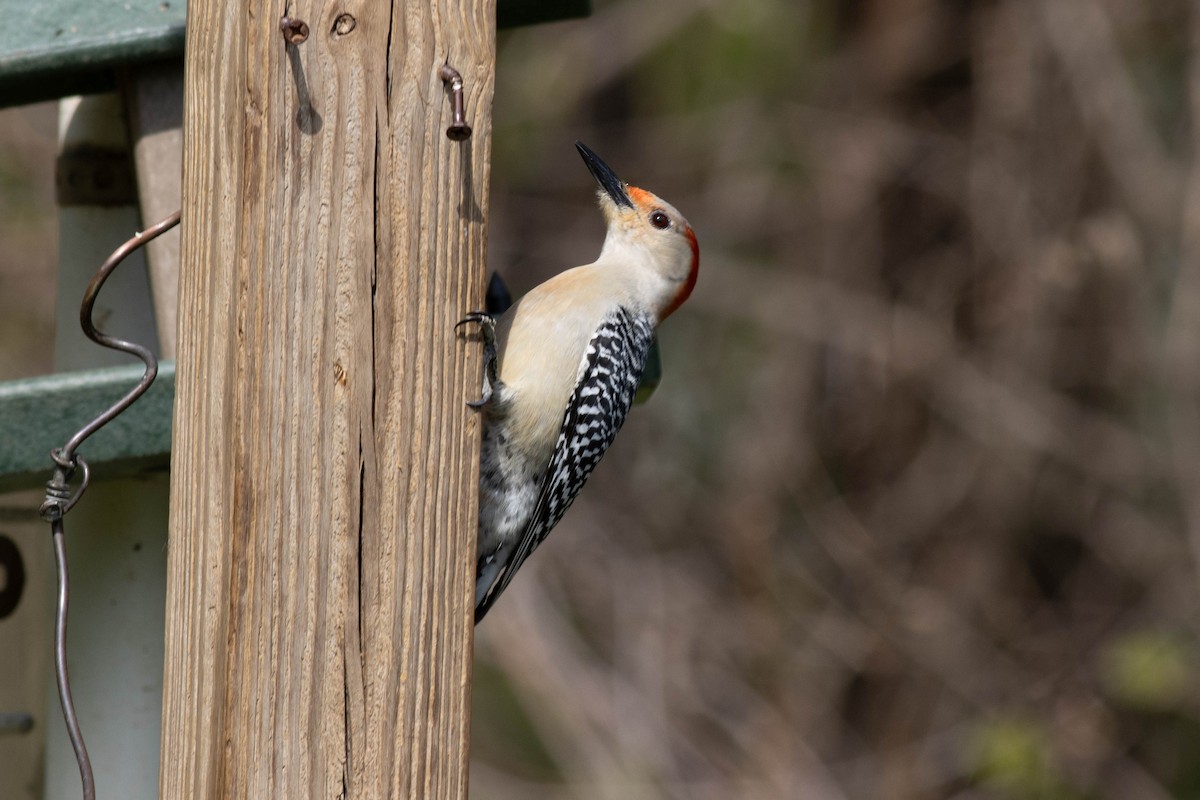 Red-bellied Woodpecker - ML617740766