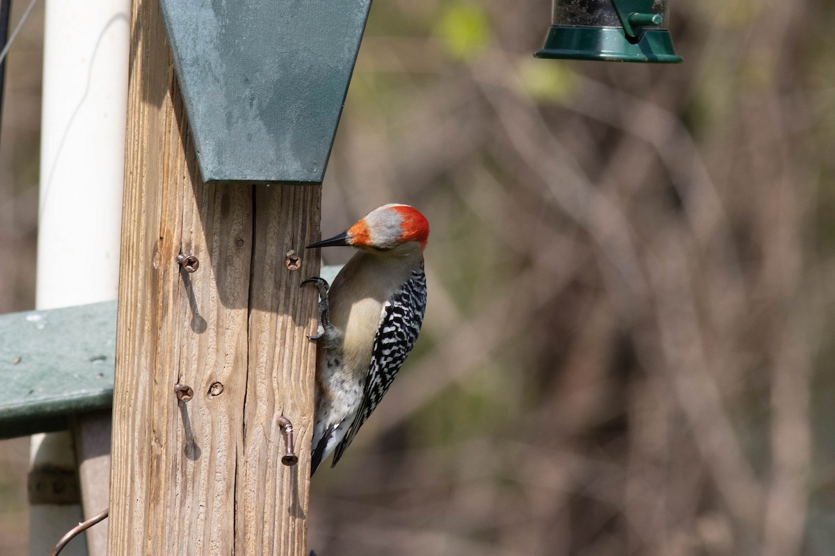 Red-bellied Woodpecker - ML617740767